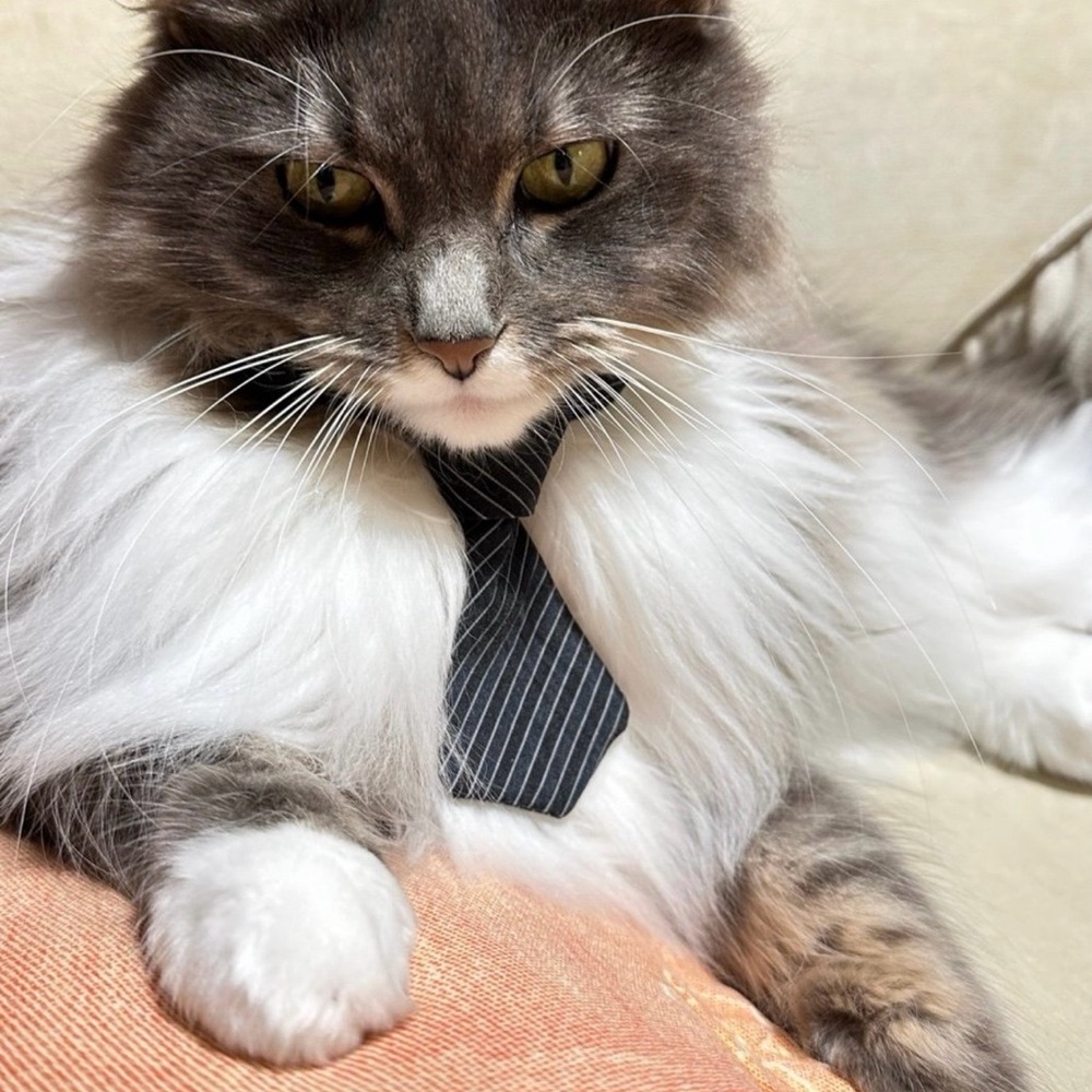 Stylish Black and White Cat Tie